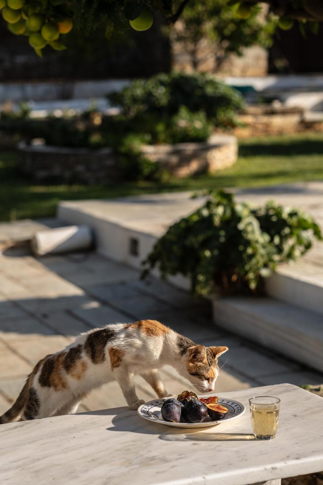 Romano Garden House - Land Tales Agios Romanos المظهر الخارجي الصورة